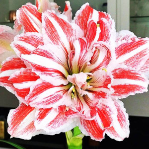 Hippeastrum Amarylis Dancing Queen 1 szt.