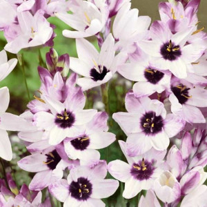 Ixia Iksja ogrodowa Blue Bird 10 szt.