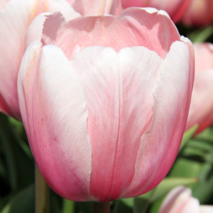 Tulipan Darwina Salmon Impression 5 szt.