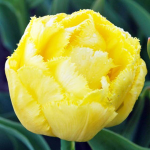 Tulipan strzępiasty Exotic Sun 5 szt.