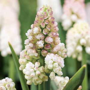 Muscari Szafirek Lady Madonna 5 szt.