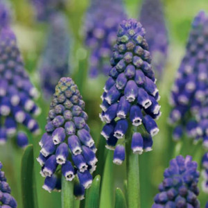 Muscari Szafirek Night Eyes 5 szt.
