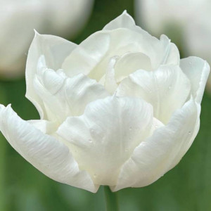 Tulipan pełny Mondial 5 szt.