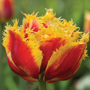 Tulipan strzępiasty Baroque Fire 5 szt.