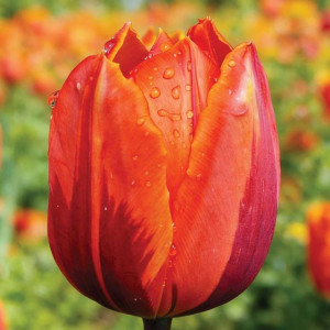 Tulipan Triumph Hermitage 5 szt.
