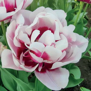 Tulipan pełny La Delicatesse 5 szt.