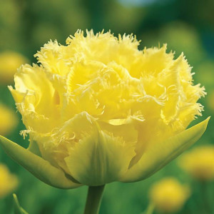 Tulipan strzępiasty Vanilla Dance 5 szt.