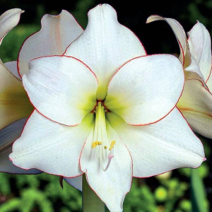 Hippeastrum Amarylis Picotee 1 szt.