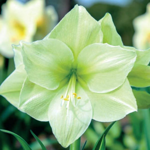 Hippeastrum Amarylis Limona 1 szt.