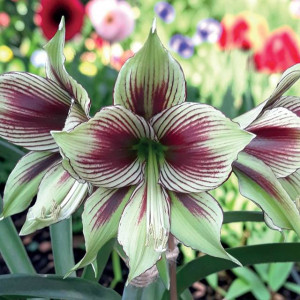 Hippeastrum Amarylis Papilio 1 szt.