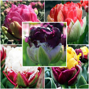 Zestaw Tulipan lodowy 17 szt.