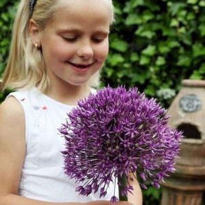 Allium Czosnek Jackpot 1 szt. 12/14