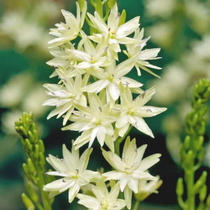Camassia Kamasja leichtlinii Semiplena 1 szt.