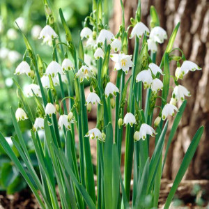 Leucojum Śnieżyca Gravetye Giant 3 szt.