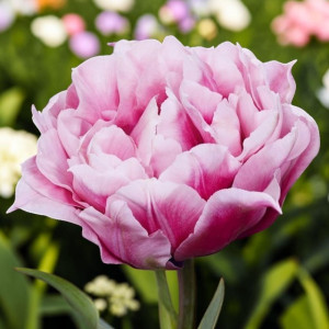Tulipan pełny Magic Sensation 5 szt.