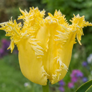 Tulipan strzępiasty Fringed Lady 5 szt.