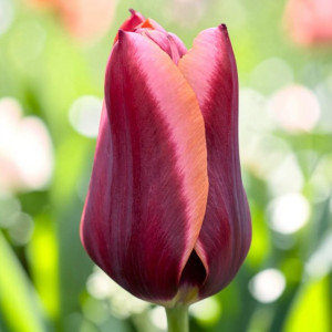 Tulipan Triumph Slawa 5 szt.