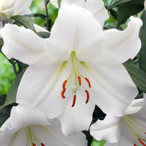 Lilia orientalna Casa Blanca 1 szt.
