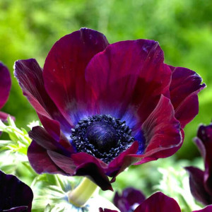 Anemon Zawilec Mistral Bordeaux 3 szt.