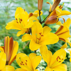 Lilia drzewiasta Yellow Planet 1 szt.