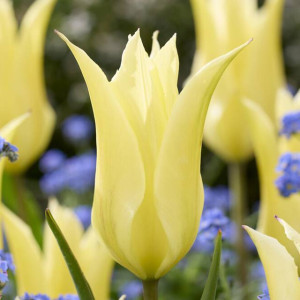 Tulipan liliokształtny Lemon Tree 5 szt.