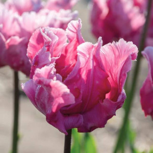 Tulipan papuzi Flamingo Queen 5 szt.