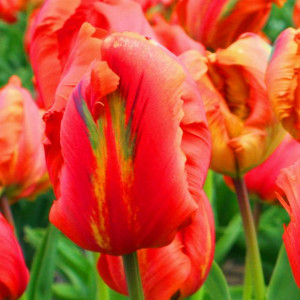 Tulipan papuzi Flower Power 5 szt.