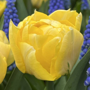 Tulipan pełny Secret Perfume 5 szt.