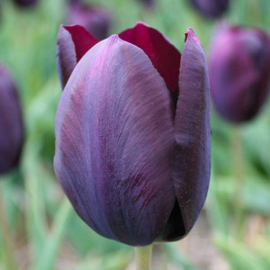 Tulipan Triumph Eduard Pelger 5 szt.