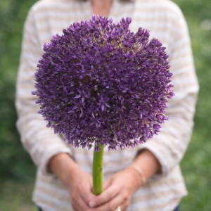Allium Czosnek Purple Suze 1 szt.