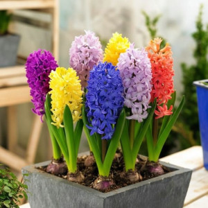 Hiacynt mieszanka mix 5 szt. 15/16