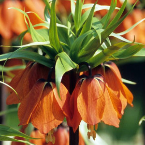 Fritillaria Szachownica William Rex 1 szt.