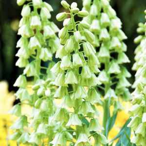 Fritillaria korona szachownica Ivory Bells 1 szt.