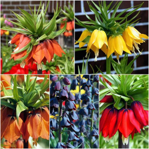 Zestaw Fritillaria korona Szachownica 5 szt.