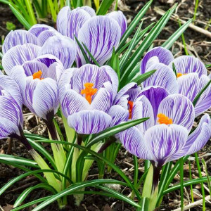 Krokus wiosenny paskowany XXL 10 szt. 8/9