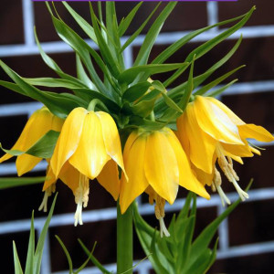 Fritillaria korona Szachownica Lutea 1 szt.