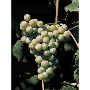Vivai Rauscedo Plants de vigne Bellone (10 pieces)
