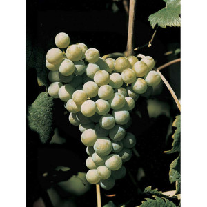 Vivai Rauscedo Plants de vigne Bellone (25 pieces)