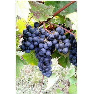 Vivai Rauscedo Plants de vigne Lecinaro (25 pcs)