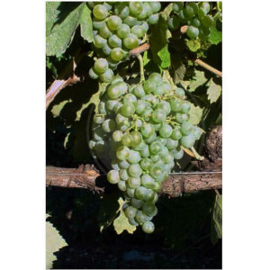 Vivai Rauscedo Plants de vigne Pampanaro (100 pcs)