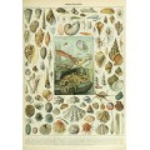 Grafika Illustration du Nouveau Larousse Illustré : Mollusques, XIXè Siècle