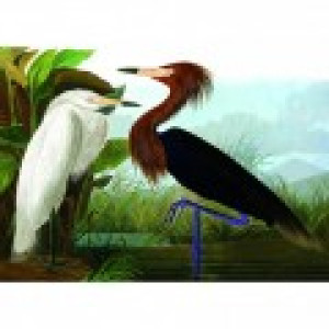 Kiub Herons