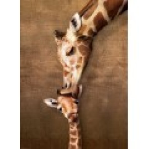 Eurographics La maman girafe et son girafon