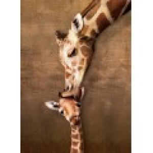 Eurographics Pièces XXL - Giraffe Mother's Kiss