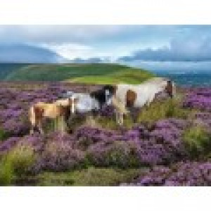 Ravensburger Chevaux Sauvages Dans La Lande