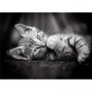 Clementoni Chaton