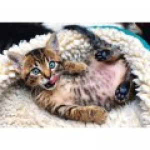 Trefl Chaton