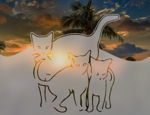 Trzy Koty - folia na okno o efekcie mrożonego szkła