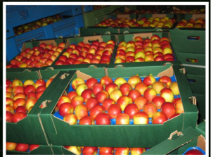 Äpfel frische Hersteller Handel mit Äpfeln Obstmarkt Obst- und Gemüseproduzenten nur Großhändler kommerzielle Werbung Fabrikant Unternehmen im Land 'Polen' Obstgroßhandel Kühltransporte