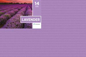 Serwety stomatologiczne składane 100 szt. Hygomed (14 LAVENDER (fioletowe))